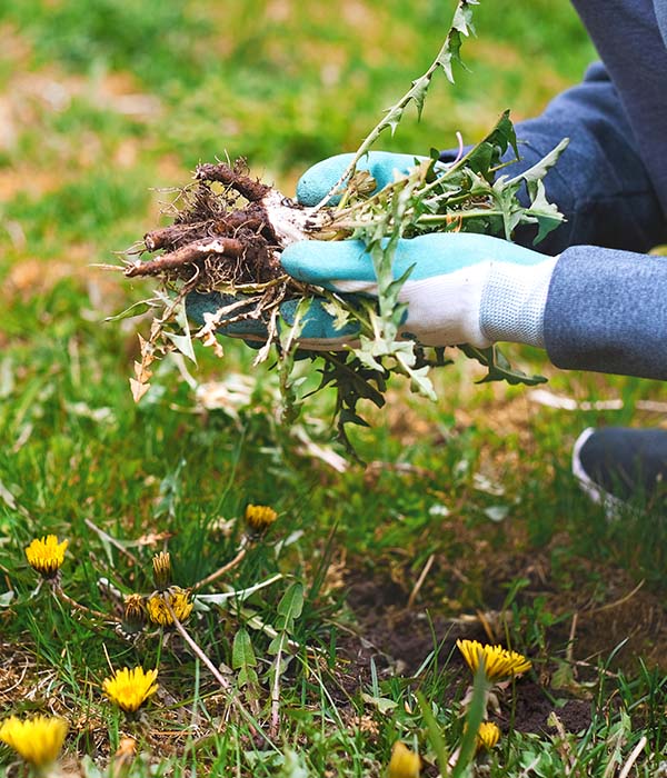 Man wearing garden gloves hand-pulling Dandelions weeds permanently from lawn