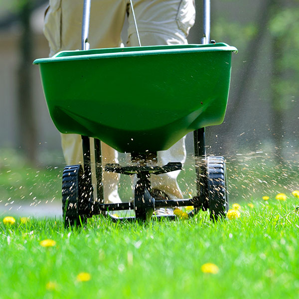 Worker spreading fertilizer and weed killer on the lawn