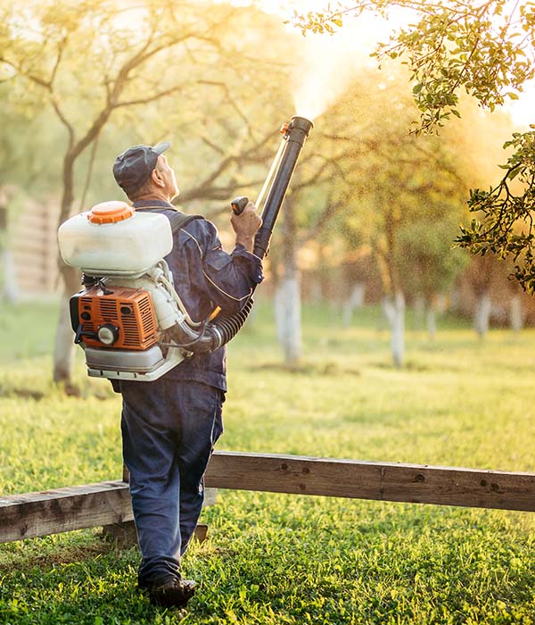 Worker using sprayer to distribute pesticide in fruit tree